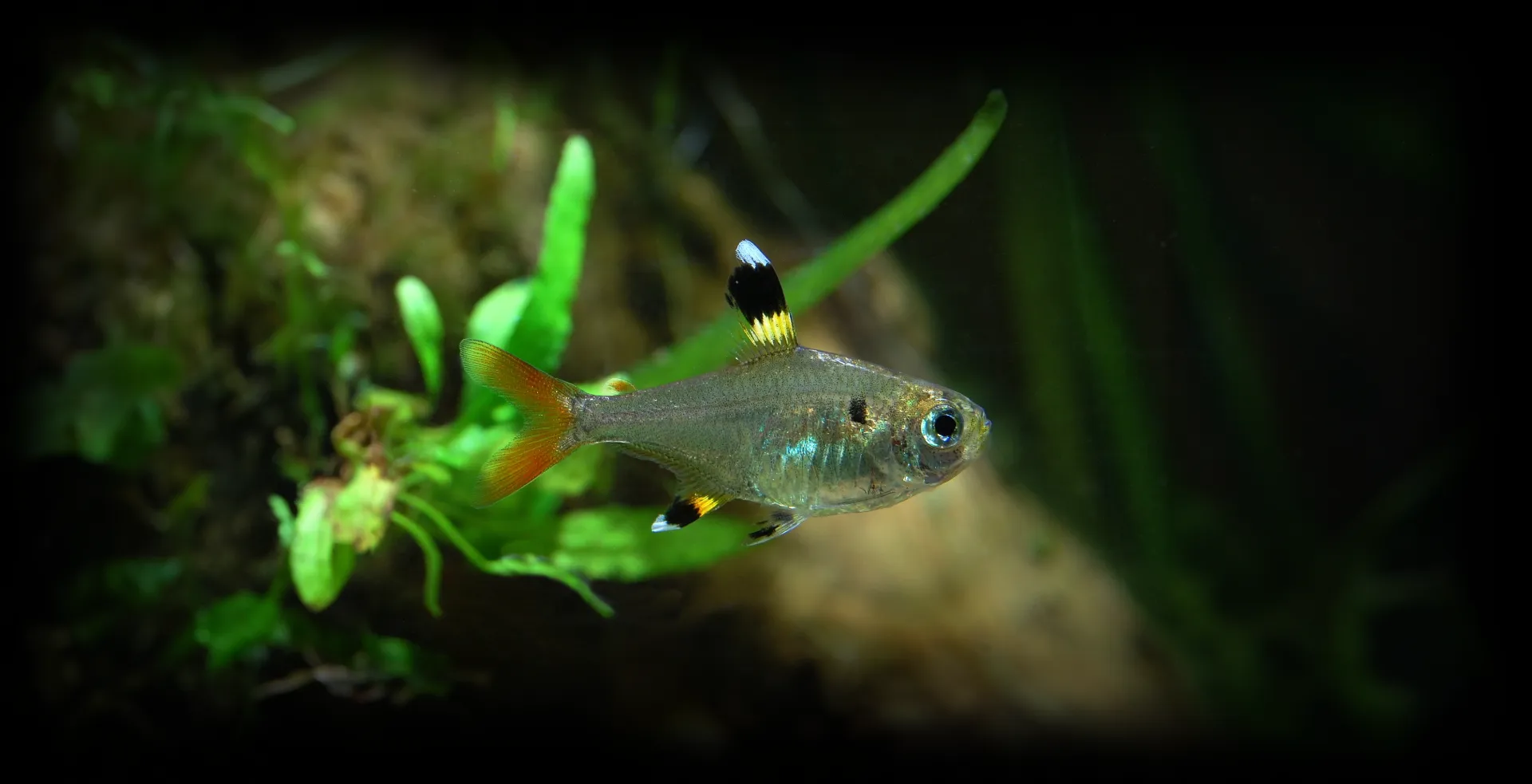Imagem de fundo de Tetra Pristella - Poytara